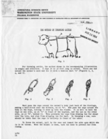 The method of throwing cattle