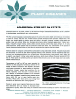 Plant diseases: Sclerotinia stem rot on potato