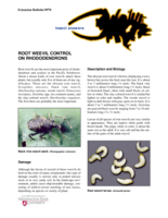 Root Weevil Control on Rhododendrons