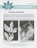 Dogwood anthracnose