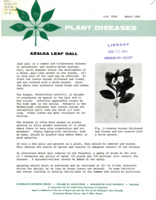 Plant diseases: Azalea leaf gall