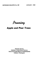 Pruning apple and pear trees