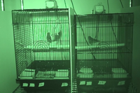 Video 14: Nighttime recording, pine siskins housed as pairs, spring