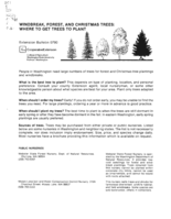 Windbreak, forest, and Christmas trees: where to get trees to plant