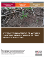 Integrated management of Mayweed Chamomile in wheat and pulse crop production systems