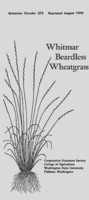 Whitmar beardless wheatgrass