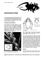 Asparagus aphid