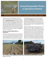 Using biodegradable plastics as agricultural mulches