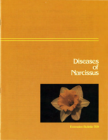 Diseases of narcissus