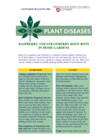 Raspberry and Strawberry Root Rots in Home Gardens