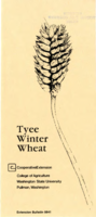 Tyee winter wheat