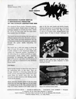 Checkered flower beetle: A destructive predator of the alfalfa leafcutting bee