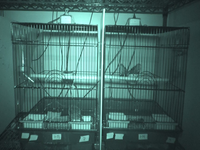Video 15: Nighttime recording, pine siskins housed as pairs, spring