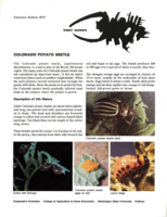 Colorado potato beetle
