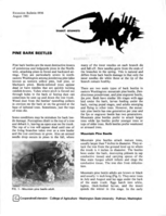 Pine bark beetles