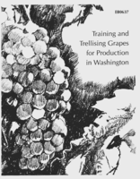 Training and trellising grapes for production in Washington