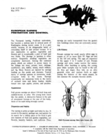 Insect answers: European earwig prevention and control