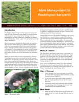 Mole management in Washington backyards
