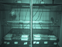 Video 32: Nighttime recording, pine siskins housed as pairs, winter