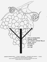 The cost of establishing concord grapes on a double curtain trellis: Yakima Valley Washington
