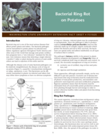 Bacterial ring rot on potatoes