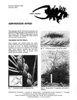 Asparagus aphid