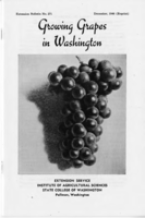 Growing grapes in Washington