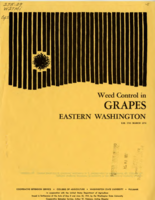 Weed control in grapes eastern Washington