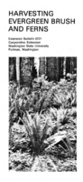 Harvesting evergreen brush and ferns