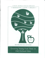 Growing young fruit trees in old orchard sites