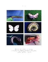 Recognizing economically important caterpillar pests of Pacific Northwest row crops