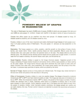 Powdery mildew of grapes in Washington