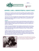 Armillaria (Shoestring) Root Rot