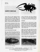 Carpet beetles