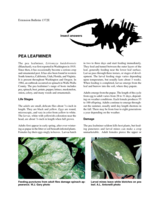 Pea leafminer