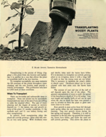 Transplanting woody plants