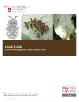 Lace bugs: Corythucha salicata Gibson (Heteroptera: Tingidae)
