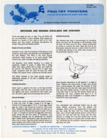 Brooding and rearing ducklings and goslings