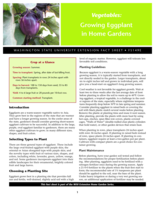 Vegetables: Growing eggplant in home gardens