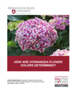 How are Hydrangea flower colors determined?