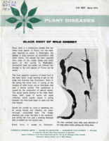 Black knot of wild cherry