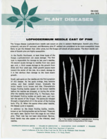 Lophodermium Needle Cast of Pine