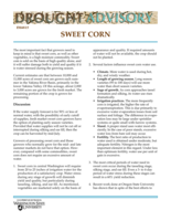 WSU Drought Advisory: Sweet Corn