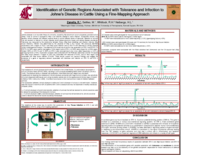 Identification of genetic regions associated with tolerance and Infection to Johne's Disease in cattle using a fine-mapping approach