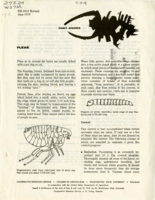 Fleas