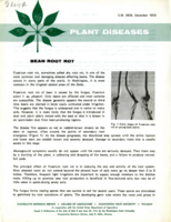 Plant diseases: Bean root rot