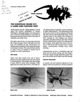 The European crane fly: A lawn and pasture pest