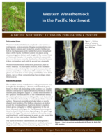 Western waterhemlock in the Pacific Northwest