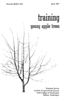 Training young apple trees