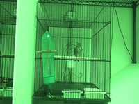 Video 21: Daytime recording, pine siskins housed individually, winter